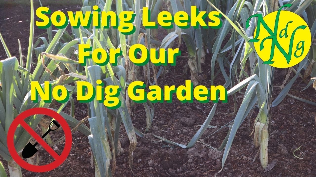 Sowing Leeks For Our No Dig Garden