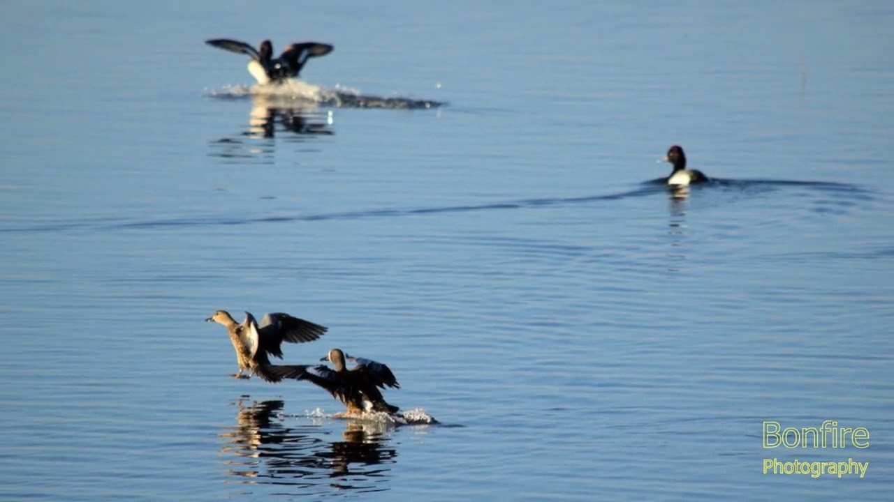 10 Year Flashback | Wildlife Captures