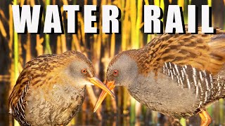 WATER RAIL a couple of birds during breeding season