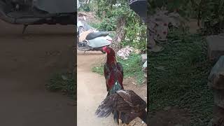 kendrapada
