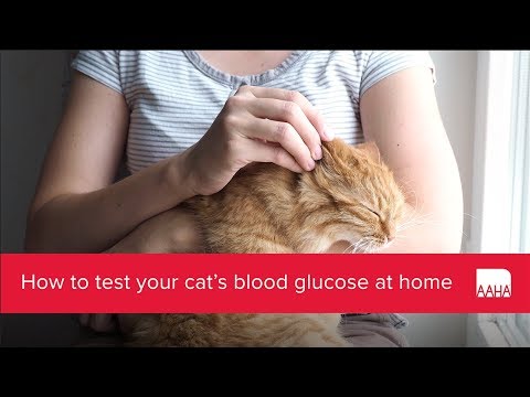 How to test your cat&rsquo;s blood glucose at home