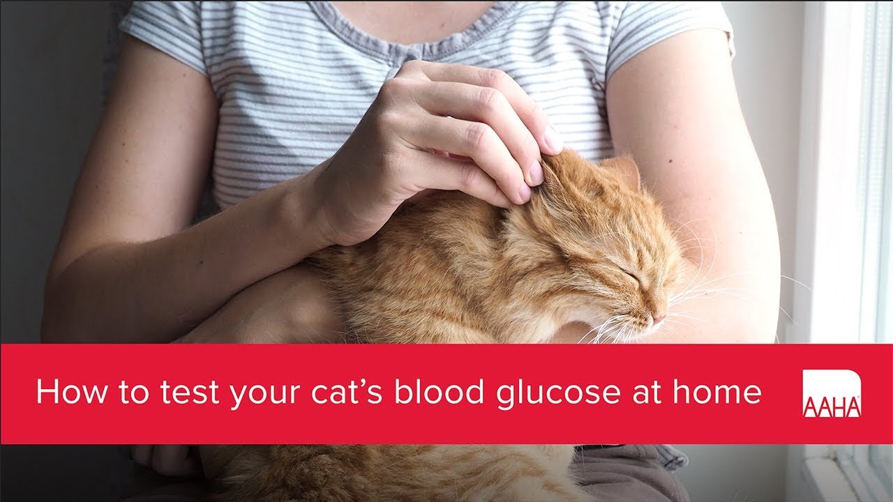 high blood sugar in cats