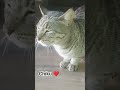 #catvideos #prettycat #suncats #cute #cuteanimal #cat #memes #funny #cute #comedy #views #edit