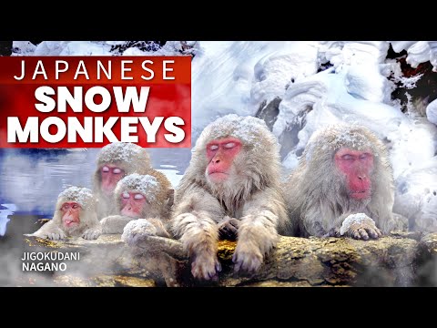 Japanese Snow Monkey Hot Spring Experience | Nagano ★ ONLY in JAPAN