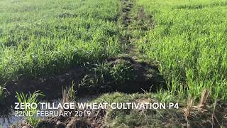 Zero tillage Wheat Cultivation P4