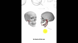 Uncover the secrets to drawing facial expressions!
