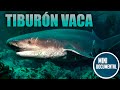 Tiburón vaca (curiosidades)