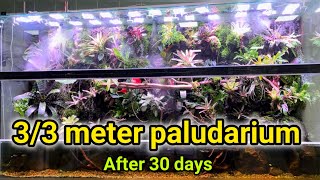 What happens in plants in  this paludarium after 30 days?☘️❤️ by Mania plant 1,064 views 1 month ago 4 minutes, 18 seconds