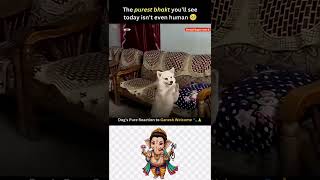 Even Animals Feel Bappa’s Divine Energy 🐾🙏 #viral #ganpati #dog #ganesha #bhakti #shortfeed