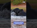Unbelievable: Elephant Saves Leopard During Sri Lanka Floods