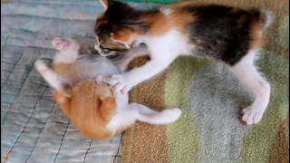 Kittens love to play by French Stevey 1,496 views 4 years ago 1 minute, 15 seconds