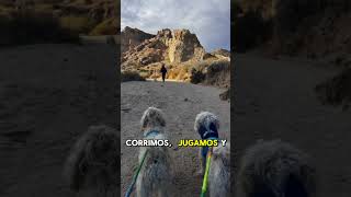 Guau Guao #perritos #viajeros  #patas #amigos