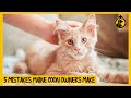 5 Common Mistakes Maine Coon Cat Owners Make