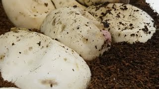 2018 Live Egg Cutting!!! Clutches 7 & 8 With KILLER ODDS!!!