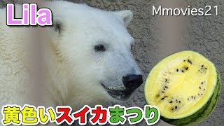 Polar Bears 黄色いスイカに舌鼓♪のリラ　円山動物園ホッキョクグマたち