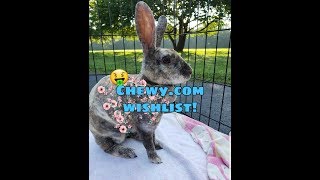 Making My Chewy com Wishlist revealing the cost Avery Giselle
