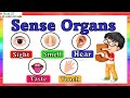 Sense organs | five senses | Our senses | Sense organs name | Sense organs functions | 5 senses