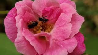 Paraganam Ros Hanybee