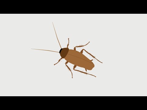 Общага и война с тараканами (Анимация)