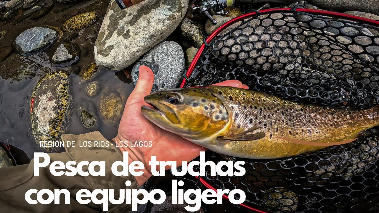 BUSCANDO TRUCHAS CON EQUIPO LIGERO - REGION DE LOS RIOS #pescaultralight #pesca #trucha