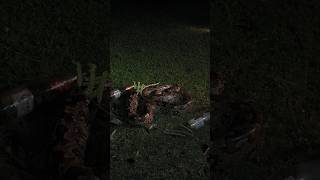 अजगर | Python 😱