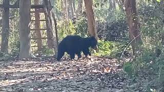 Sloth Bear at Chitwan National Park Nepal | animals of Chitwan | wildlife videos| #youtubevideo
