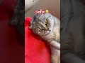 Stay with me ❤️ 🥹 #shorts #viral #cute #cat #cutecat