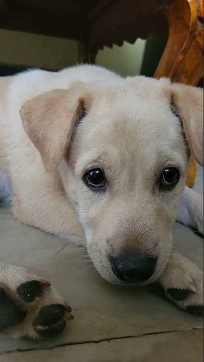 Naughty booster #telugu booster#shorts