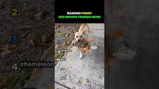 Ranking Funny Dogs Bringing Animal Home 😭 #usa