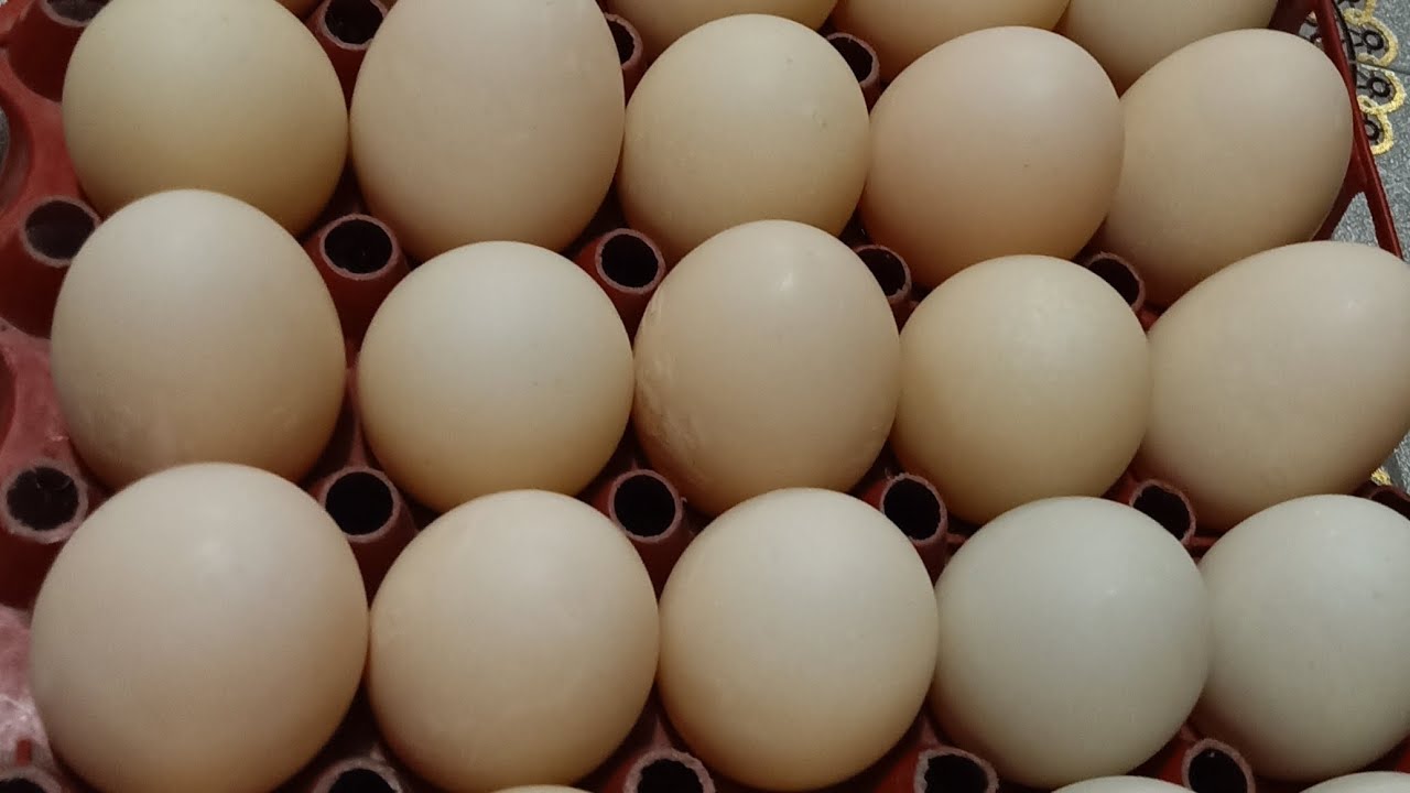 How To Know Fertile Eggs? #2026 #vlog 