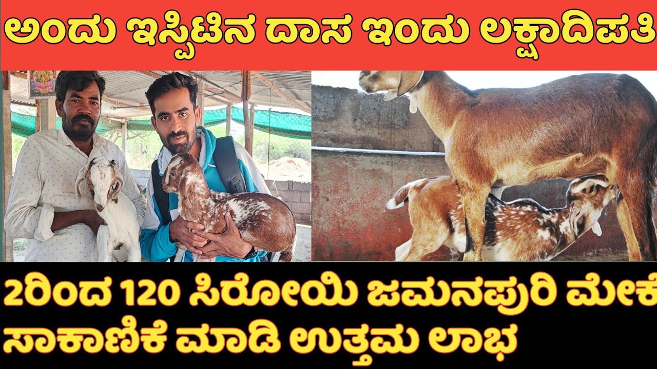 ಜೂಜು ನನ್ನ ಜೀವನ ಹಾಳು ಮಾಡಿತು ಮೇಕೆ ಸಾಕಾಣಿಕೆ ನನ್ನ ಉತ್ತಮ ವ್ಯಕ್ತಿ ಜೊತೆಗೆ ಲಕ್ಷದಿಪತಿ ಮಾಡ್ತು|krushi sanchari