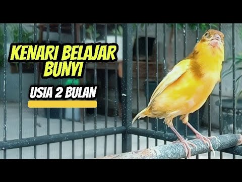 Kenari Belajar Bunyi Usia 2 Bulan || Cocok Untuk Pancingan Kenari Paud