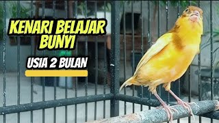 Kenari Belajar Bunyi Usia 2 Bulan || Cocok Untuk Pancingan Kenari Paud