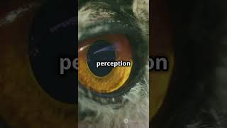 Mind Blowing Owl Facts You Didn't Know! Profile