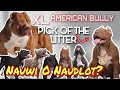 BUYING MY DREAM DOG XL AMERICAN BULLY | PICK OF THE LITTER | HINDI LANG ISA?!