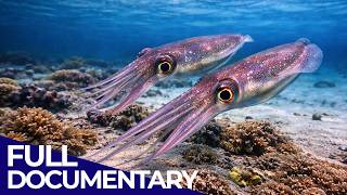 Tentacles: The Secret Language of Squid, Octopus & Cuttlefish | The Blue Realm | FD Ocean