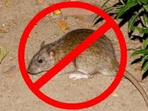 Βίντεο: Πώς να προστατέψετε τον κήπο σας από επιθέσεις τρωκτικών - λαγούς, ποντίκια και τα δέντρα μας το χειμώνα
