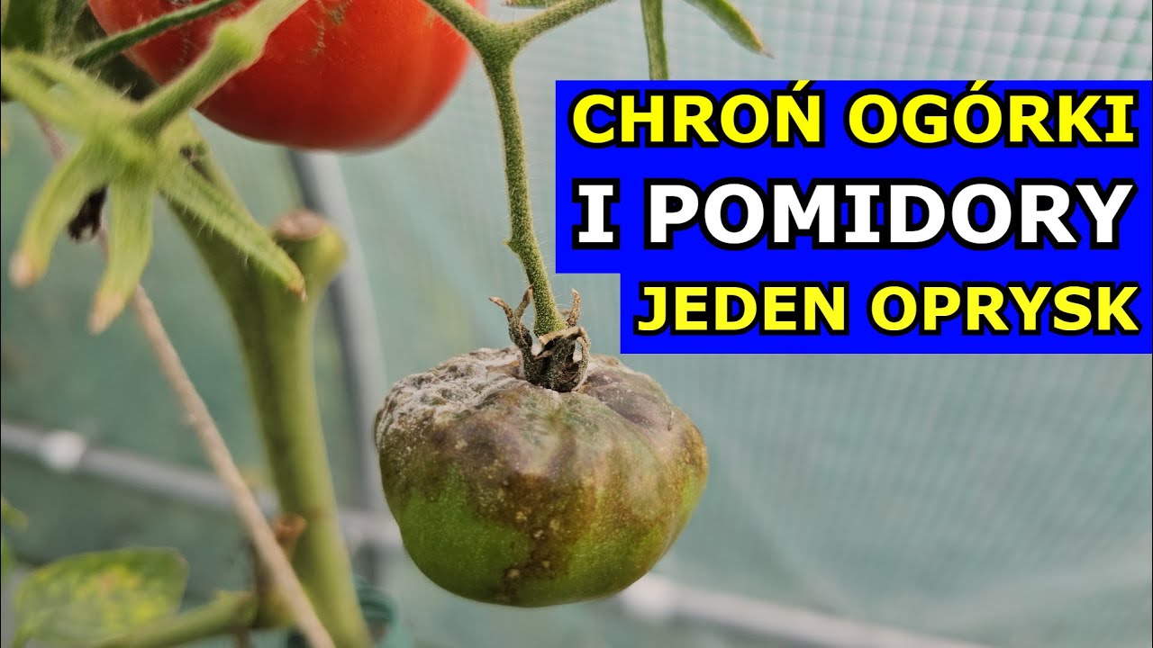 Zabezpiecz Pomidory i Ogórki przed Chorobami. Czym Pryskać na Zarazę ziemniaka, Mączniaka rzekomego.