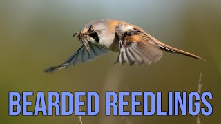Bearded Reedlings 2024 ~ IRISH WILDLIFE PHOTOGRAPHY screenshot 3