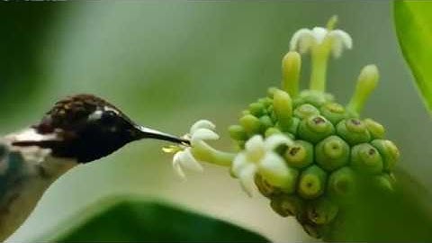 Meet The Smallest Bird On Earth