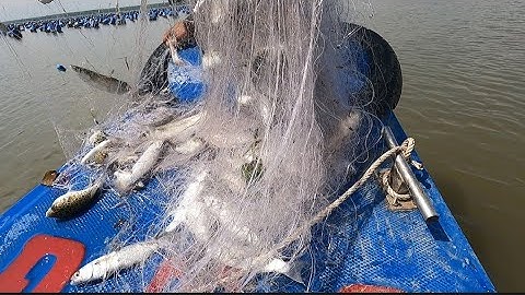 hai cha con chạy vỏ lãi đi thả lưới cá đối (lê nghĩa cần giờ)