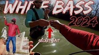 white bass run 2024, san gabriel river