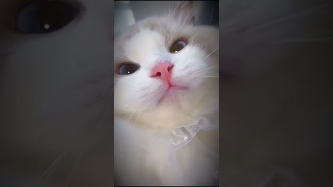 Mew mew mewww 🥰🥰 