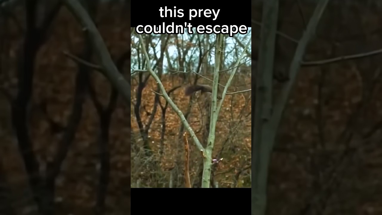 This Prey Couldn’t Escape 