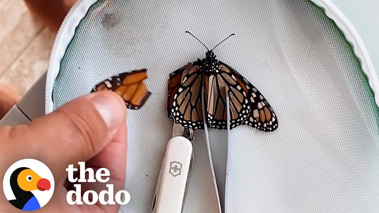 Couple Performs Surgery On An Injured Butterfly | The Dodo