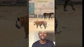 Tutorial video editing || lion and tiger effect  screenshot 2