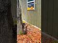 Decision to remove from near the room! #wood #stihl #tree #fall #treefelling #treeworks #shorts