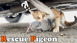 Cat  hunted pigeon and i tried to rescue the pigeon