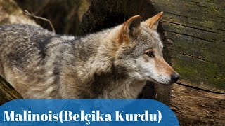 Malinois(Belçika Kurdu) Eğitimi Nasıl Verilir ?