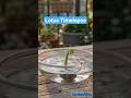 Epic Lotus Transformation Time-lapse on 1's Balcony #lotusflower #balconygarden #gardeninghacks